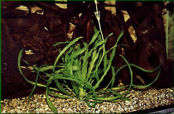 Echinodorus Josef Kulich